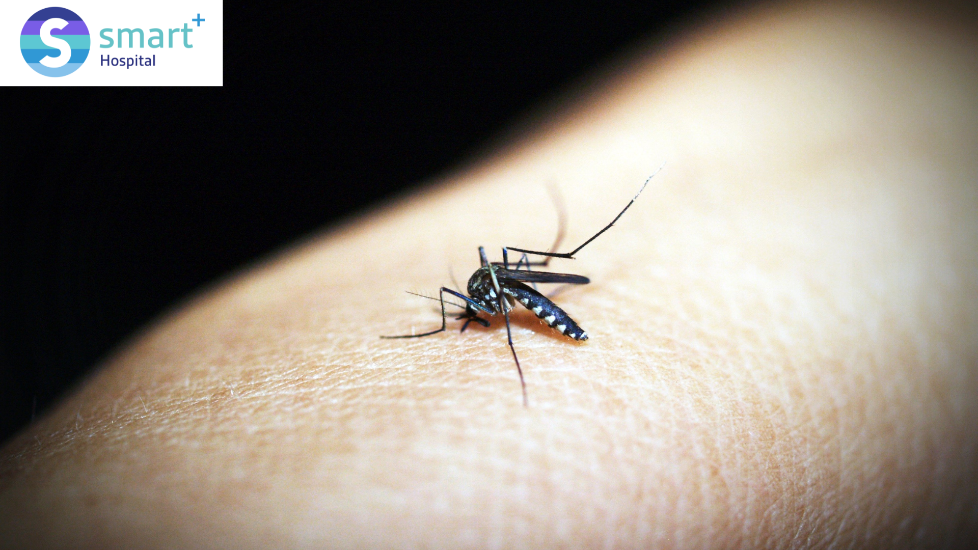 Read more about the article Malaria: Causes, Symptoms & Prevention